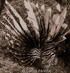 Lion Fish @ El Natural Beach Aguadilla PR by Carlos Pérez 